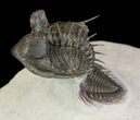 Top Quality Tower Eyed Erbenochile Trilobite #65819-3